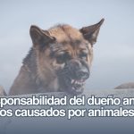 Daños causados por mascotas: derechos y obligaciones del dueño